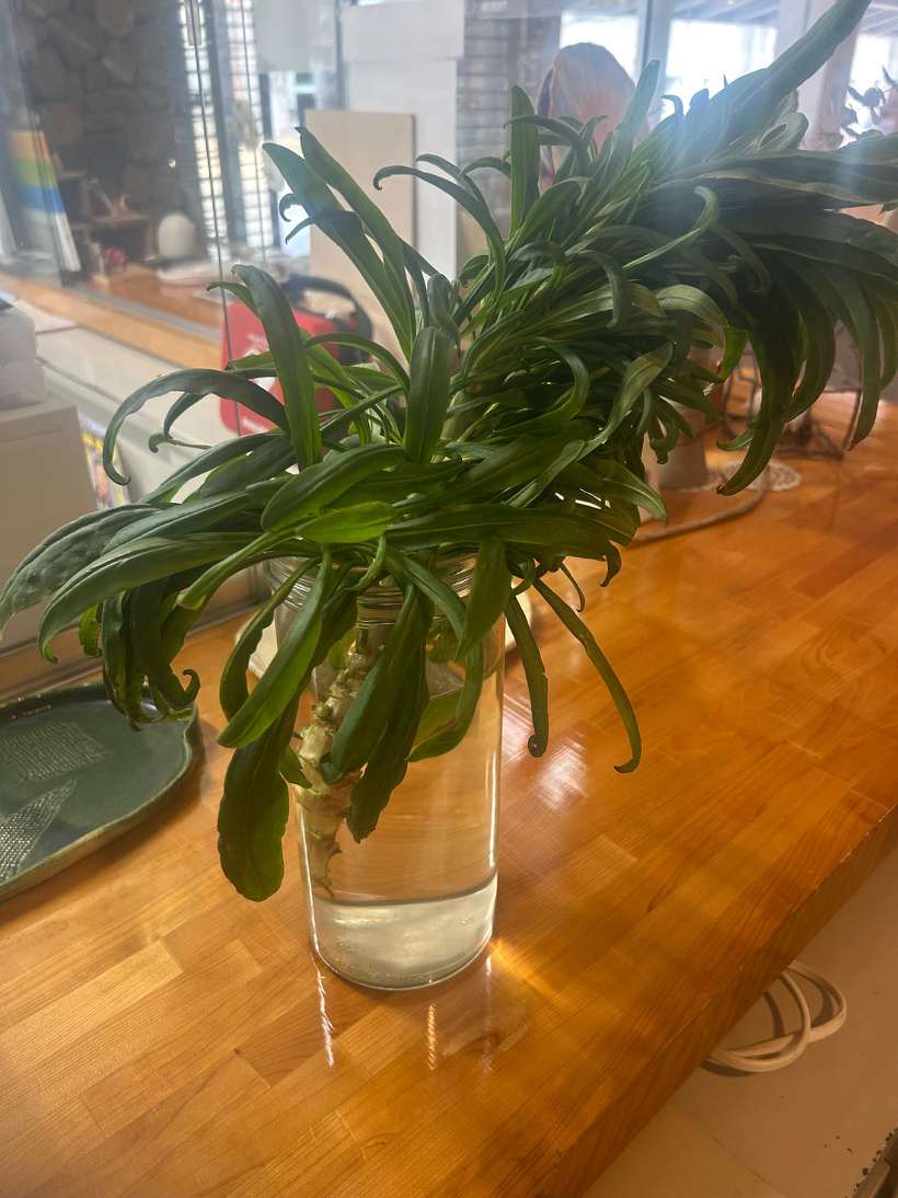 折れた茎の根元を花瓶に生けている