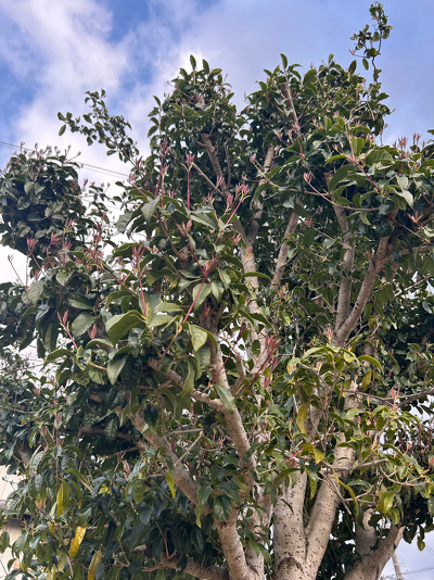 敷地内のキンモクセイ。新しい葉が芽吹いている