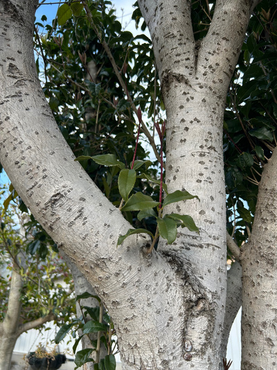 敷地内のキンモクセイ。幹の間から新しい葉が芽吹いている