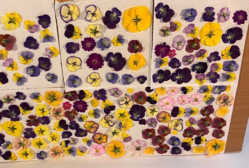 キッチンペーパーに乗せた花