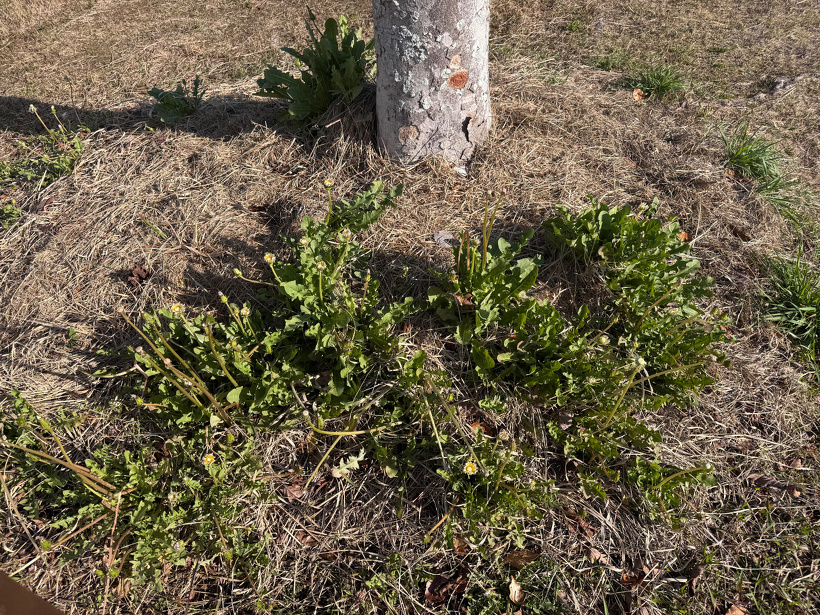 花を閉じた日本たんぽぽ