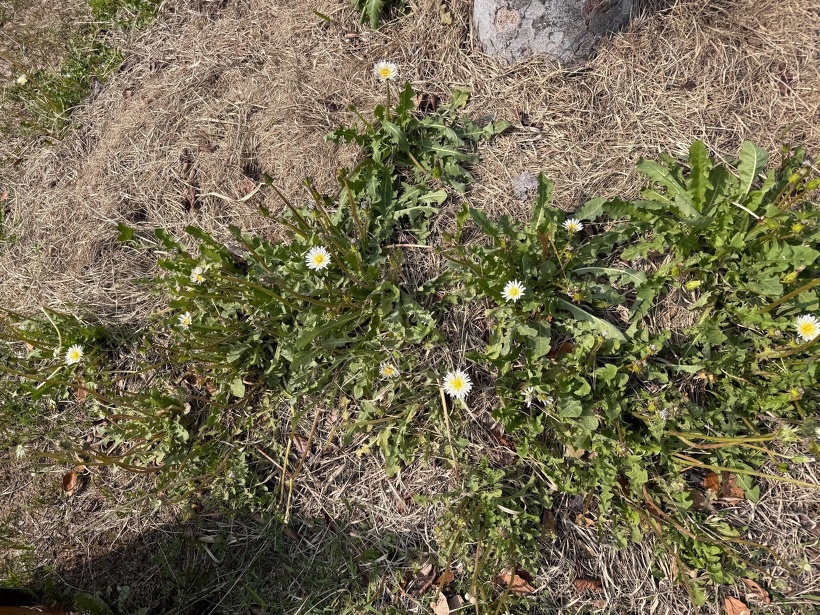 花を咲かせた日本たんぽぽ