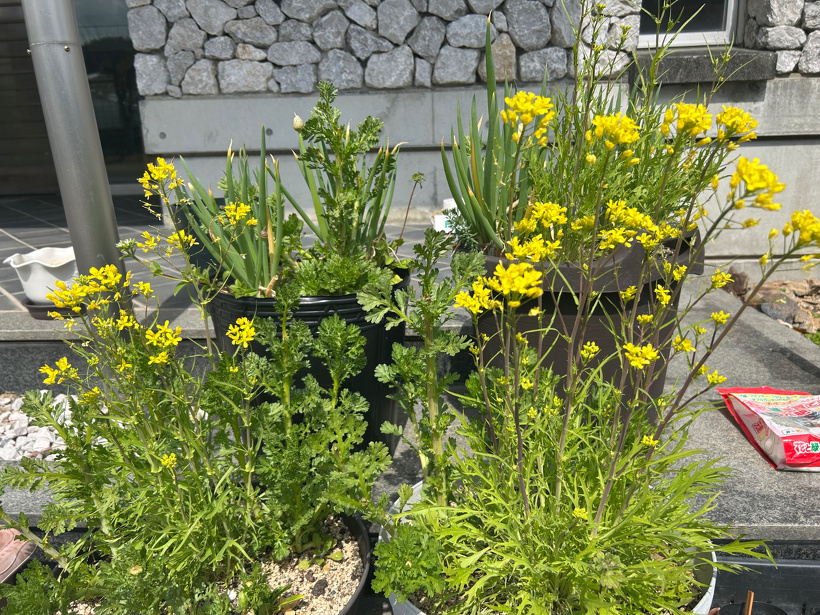 プランターに植えている水菜が伸びて黄色い花を咲かせている