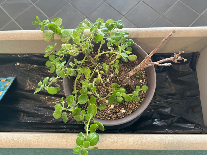 ロビーに飾っている観葉植物