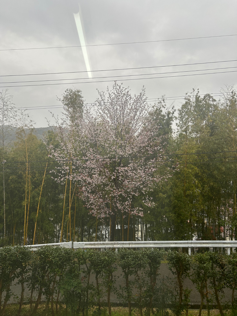 1階トイレの北側の窓から見える満開の桜の木