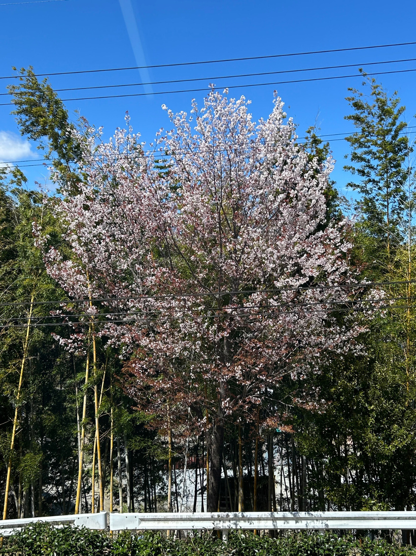 青少年の家1階トイレから見える桜の木。芽吹き始めている