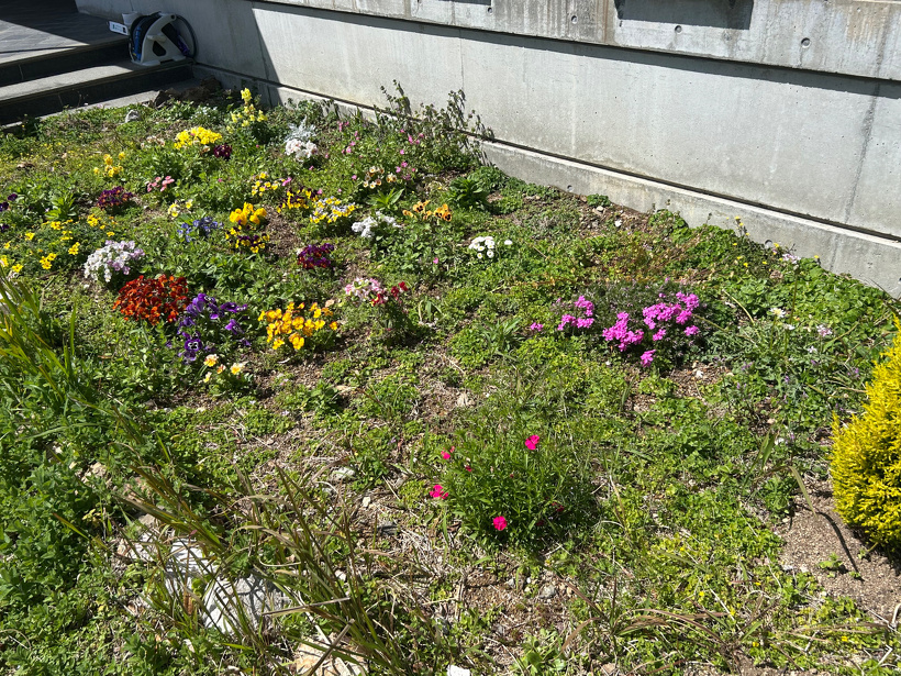 青少年の家の玄関横にある花壇。10種類ほどの花が咲いている