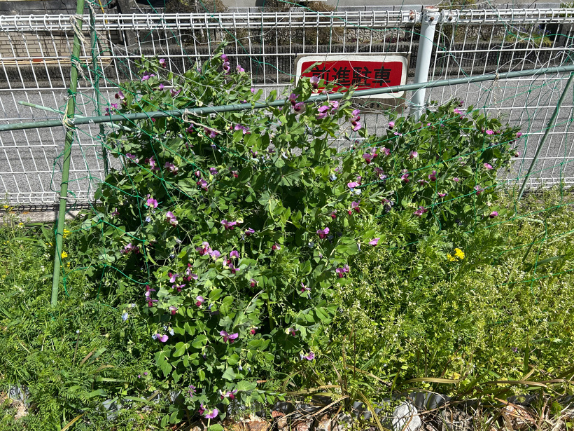 芝生駐車場の横にある畑で、成長して1ｍ程に伸びているスナップエンドウ