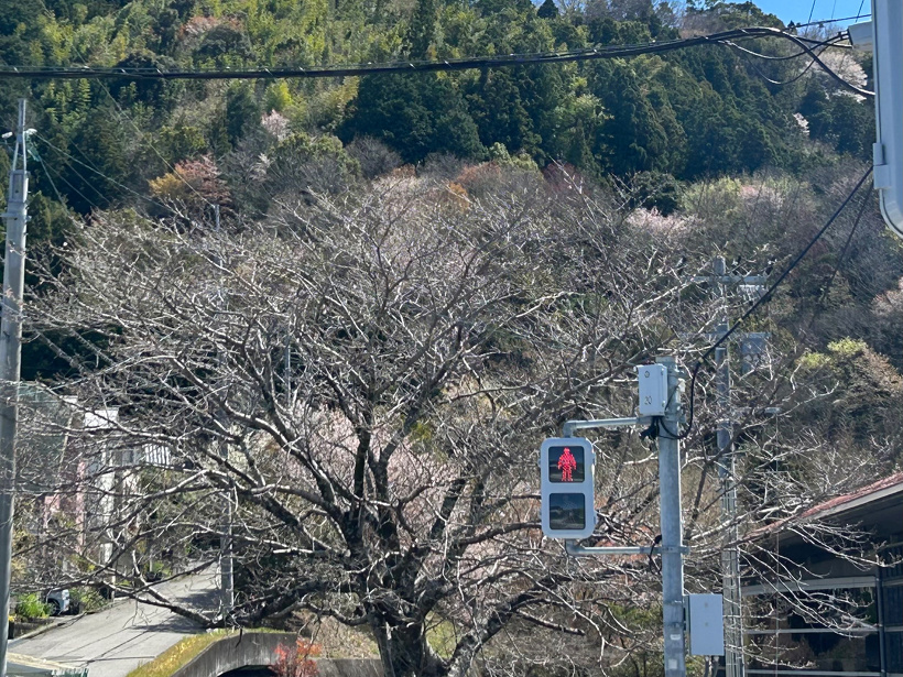 青少年体育館の裏にあるまだ咲いていない桜の木