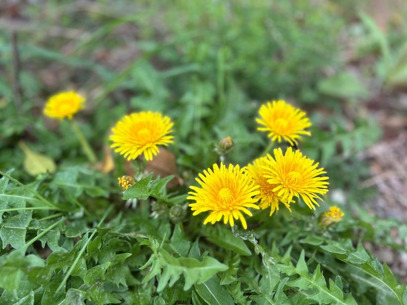 黄色のタンポポ