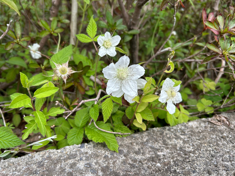 白い花が咲いています。