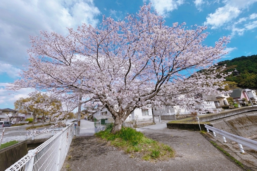 青空の下に満開の桜が咲いています。