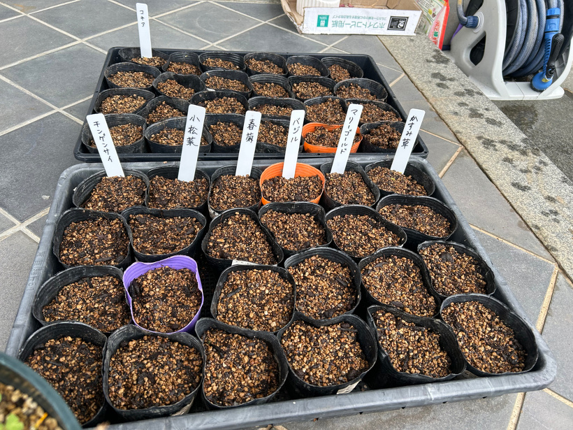 種植えをしたポットたちが並んでいます