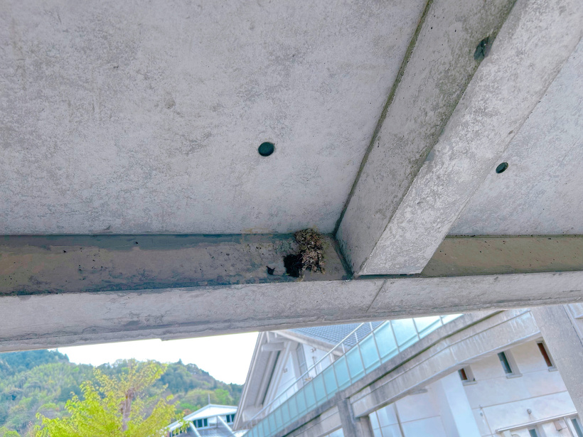 巣作り途中のツバメの巣