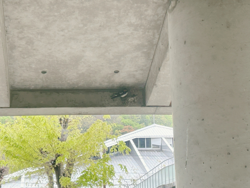 ツバメが巣をつくっている