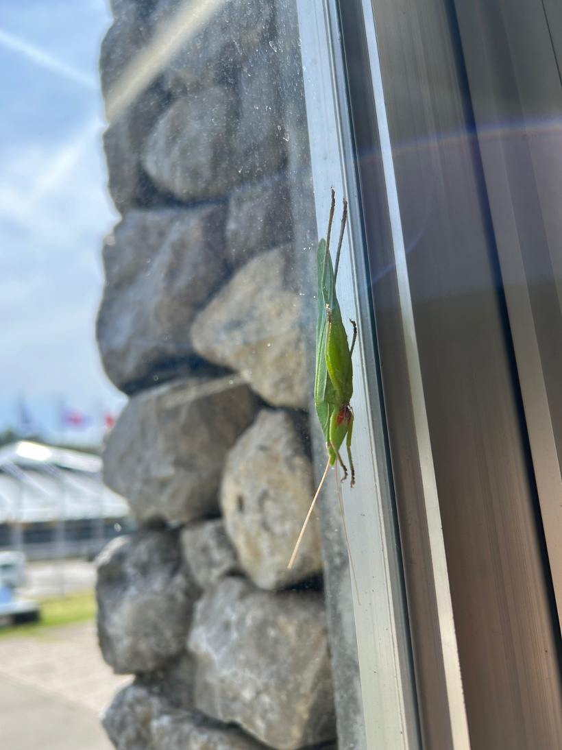 窓に止まったバッタ