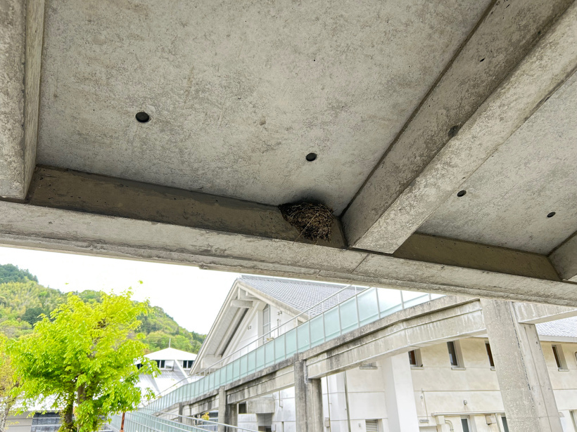 完成したツバメの巣