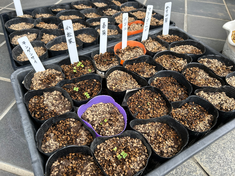 種植えしたポットから双葉の芽が出ています