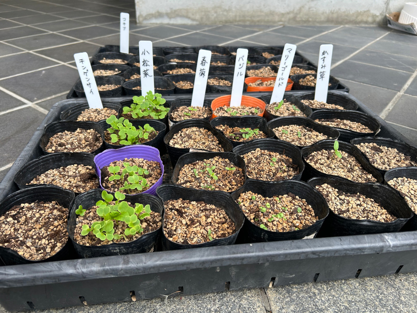 種植えした植物からたくさん芽が出でいます