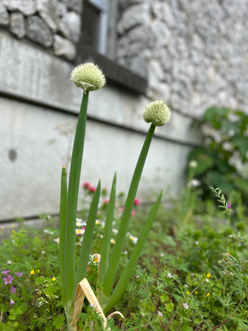 大きく育ったネギにネギ坊主ができた写真です