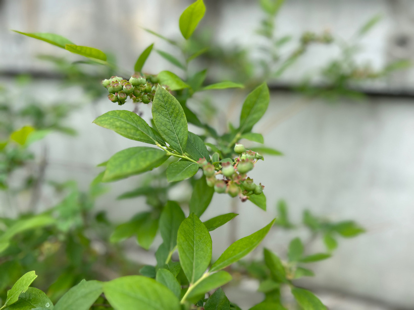 ブルーベリーの実がなっています