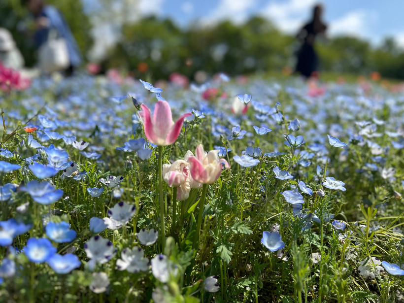 ネモフィラの花