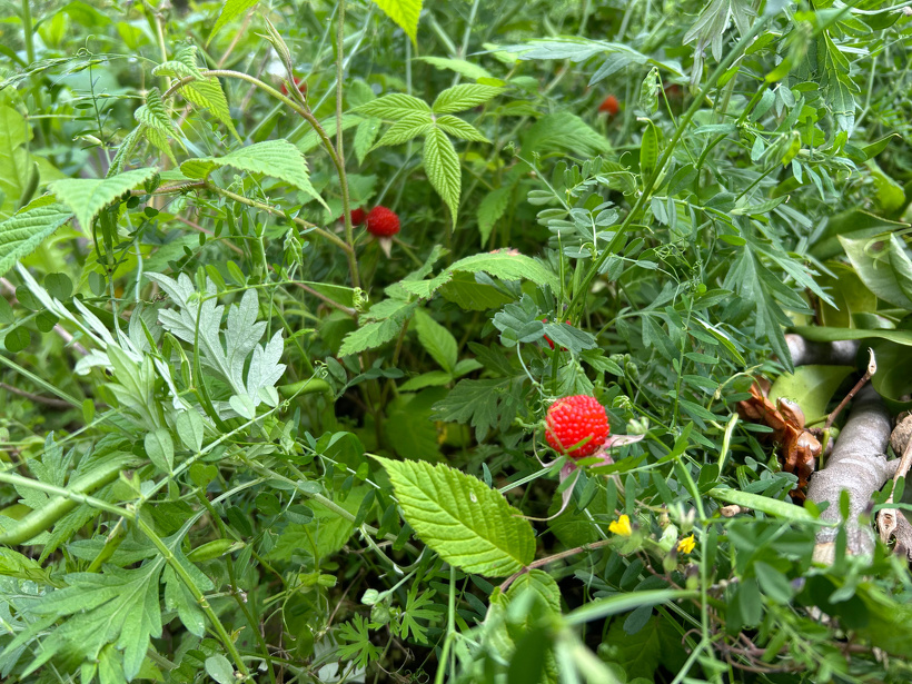 野イチゴの実の写真