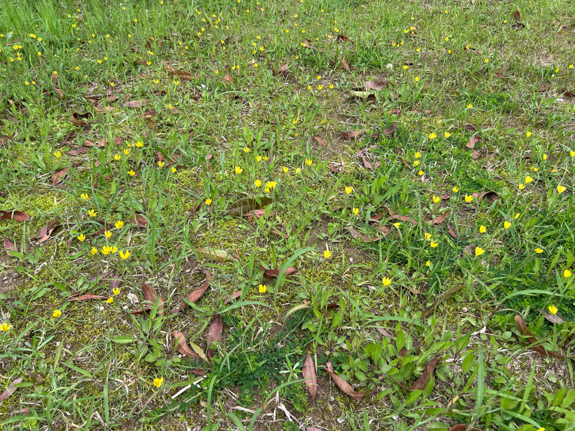 芝生に咲いている黄色い花。雨で濡れている。