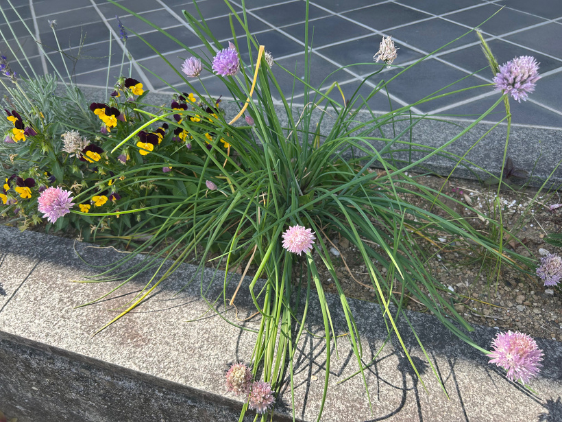 花壇に植えているチャイブ。花を咲かせている。