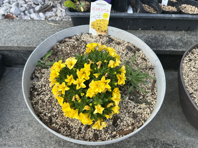 植木鉢に植えた黄色いミリオンベルの花