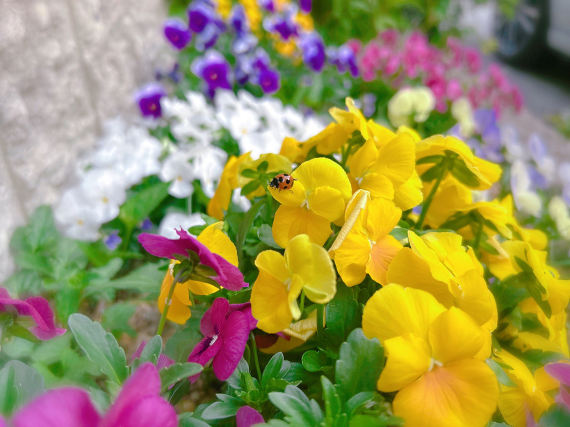 すみれの花にてんとう虫がとまっています