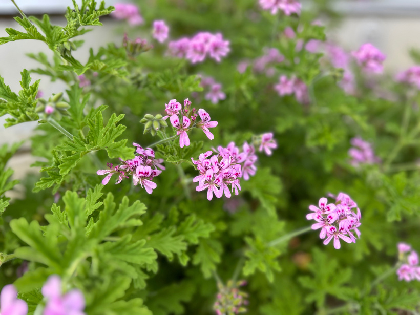 紫の花です