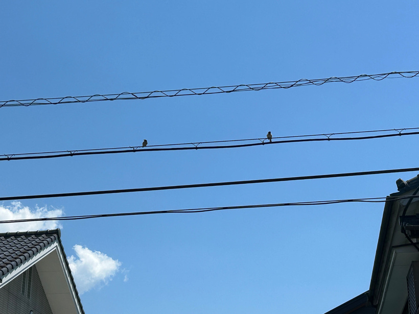 スズメの子どもが電線に止まっています