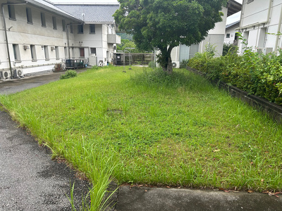 会議室・研修室1の窓から見える、刈る前の芝生