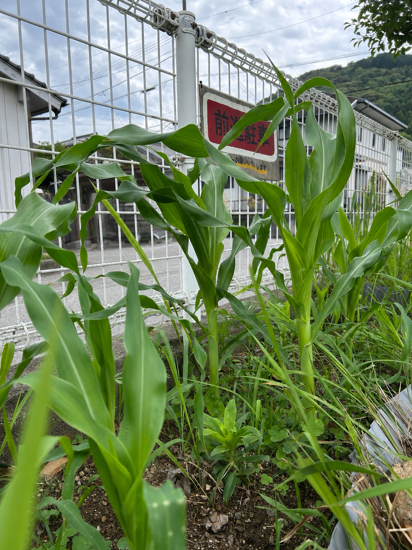 とうもろこしの苗