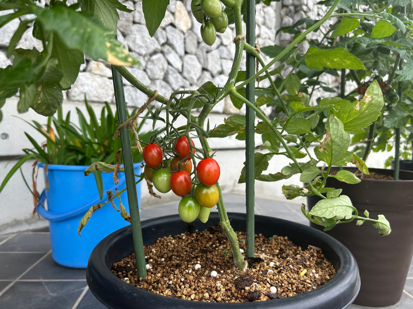 プランターに植えているミニトマト。実が4つ赤くなっている。