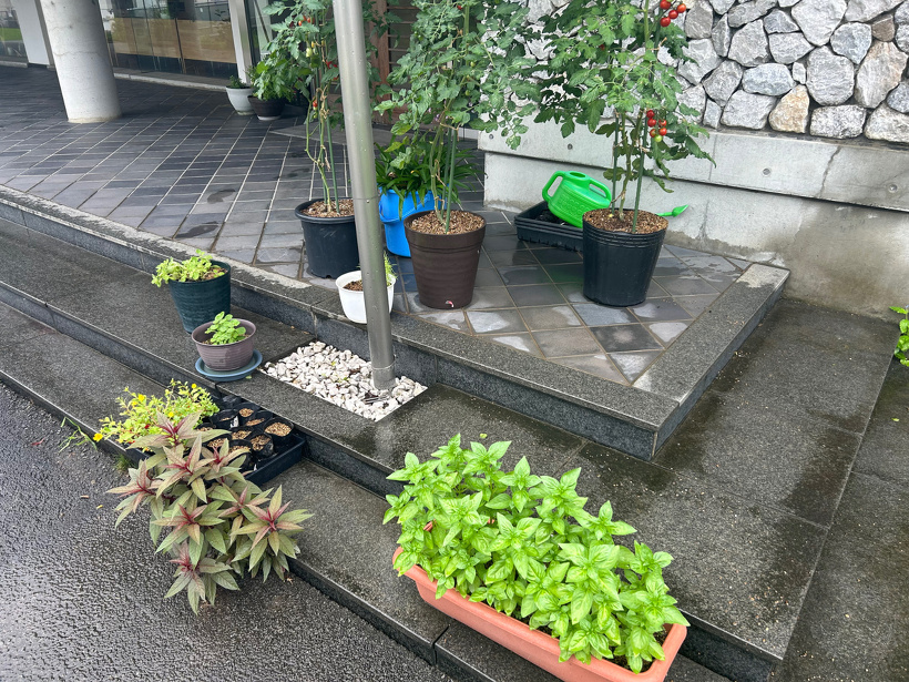 正面玄関横に置いてあるミニトマトやバジルのプランター