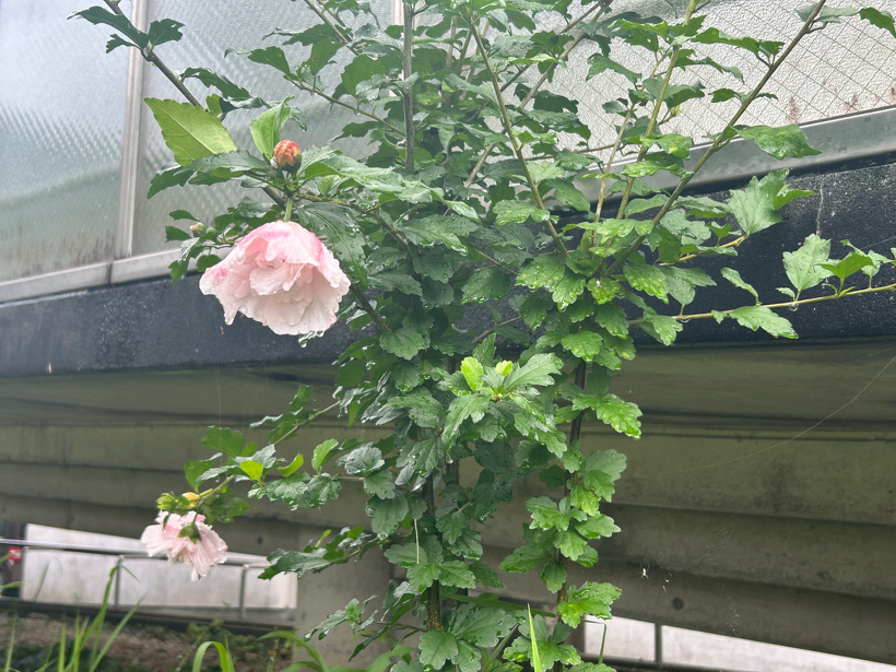 木槿の花