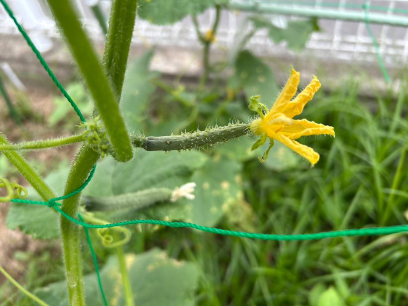 小さなきゅうりのお尻に黄色の花が付いています