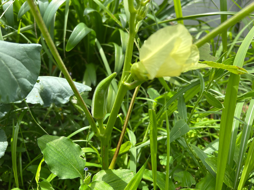オクラの花が咲いている横にオクラの実ができています
