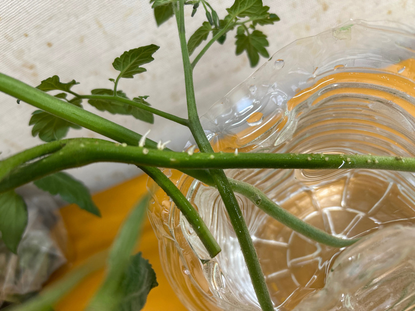 間引いたトマトの茎から根っこが出てきています