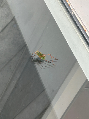 窓ガラスに止まっているバッタ