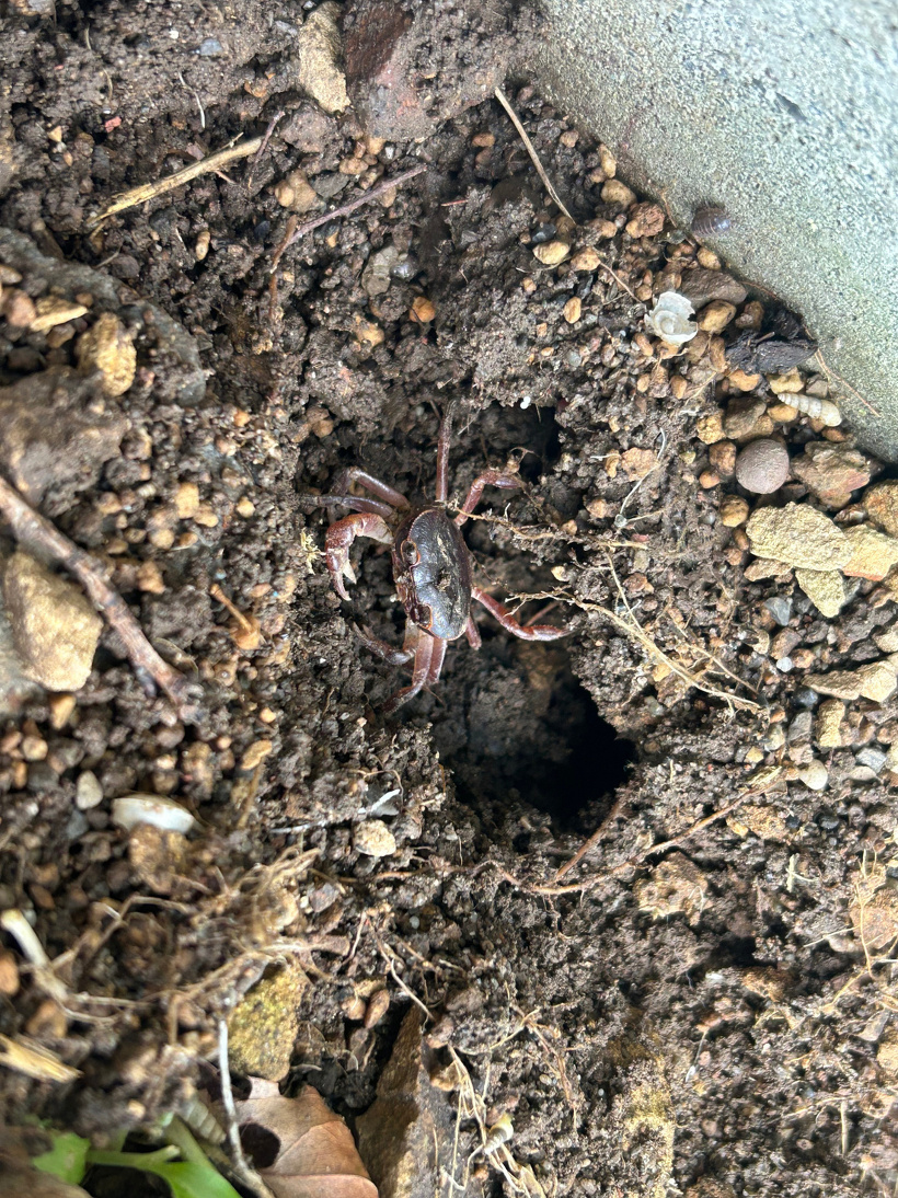 花壇の土の中から出てきたカニ