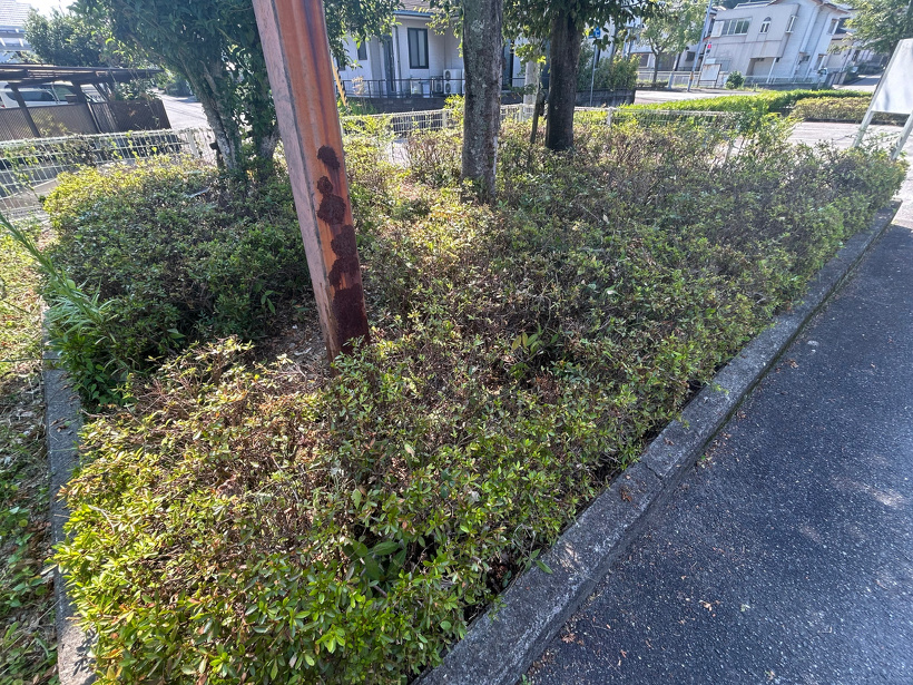 駐車場のサツキの生垣