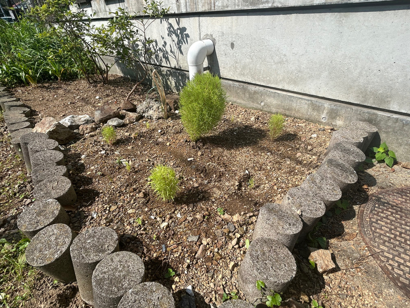 花壇に6つほど植えているコキア。