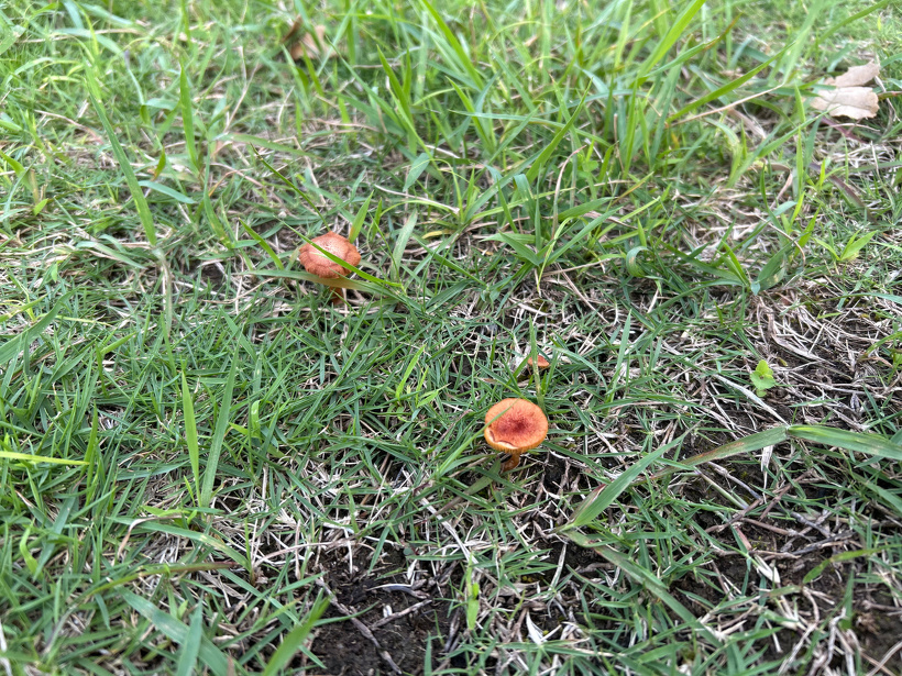 芝生から小さな茶色のキノコが生えています