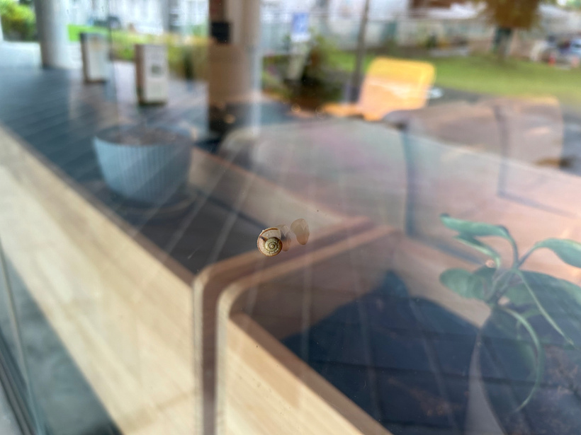 窓ガラスにカタツムリがくっつています