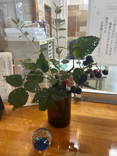 窓口に飾っている花瓶。ブラックベリーやハーブを生けている。
