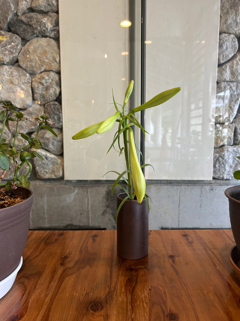 花瓶に飾ったユリのつぼみ