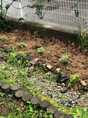 芽のでた植物